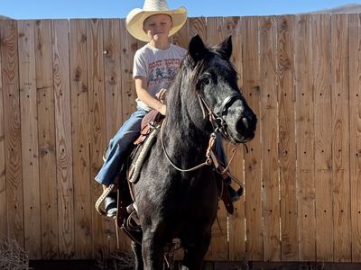 Older Ranch pony Gelding