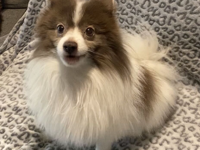 AKC Pomeranian • Dilute Chocolate Parti