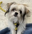 A164256 Kai, Available for Adoption