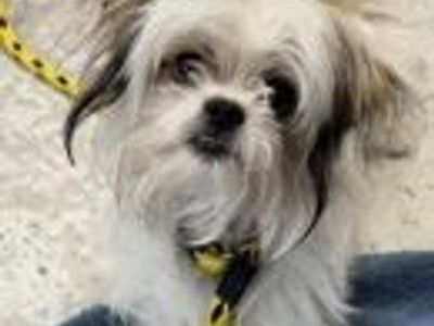 A164256 Kai, Available for Adoption