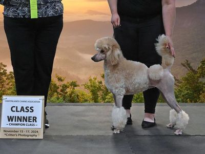 AKC Retired Champion Poodle