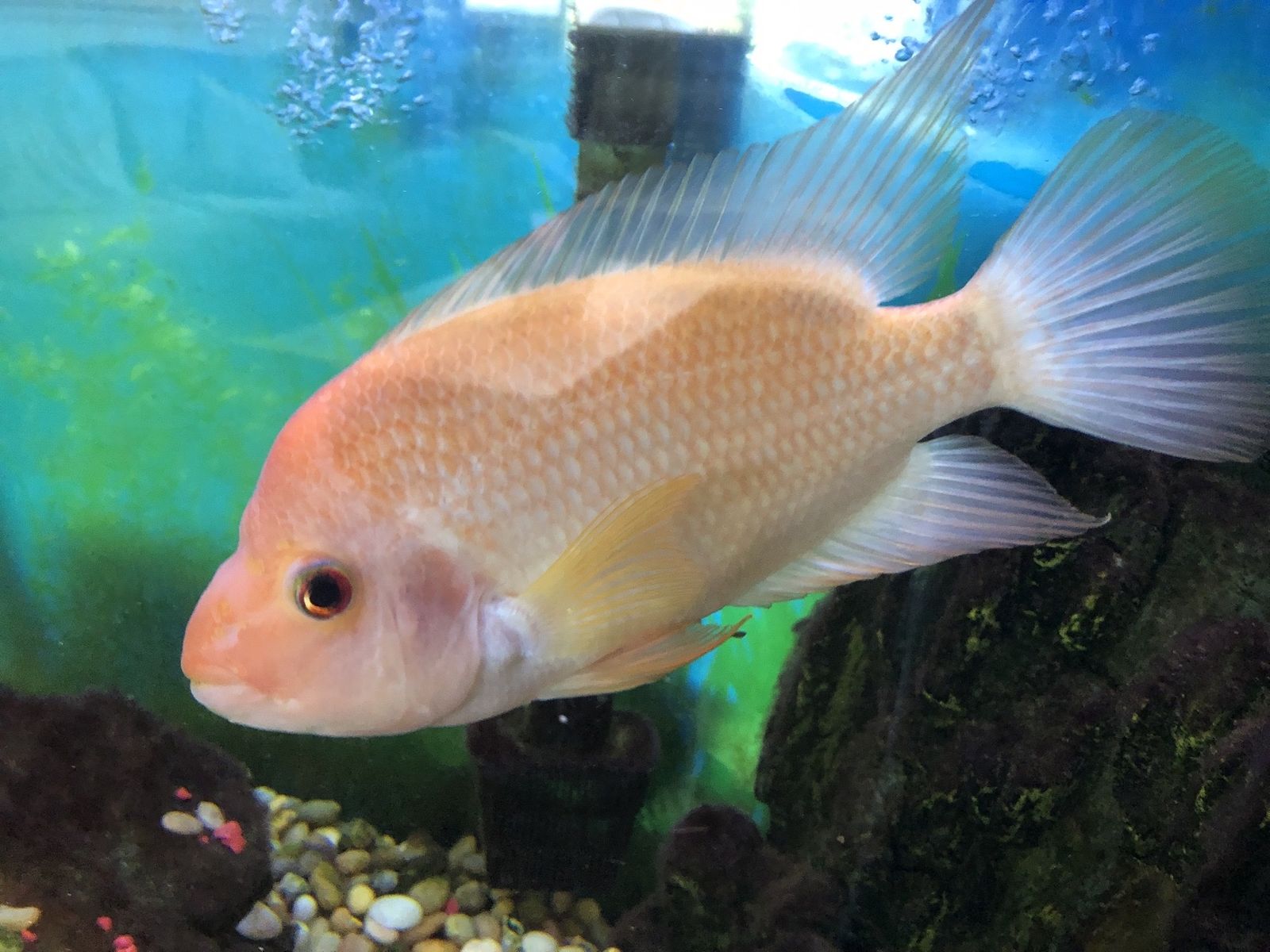 Large Red Cichlid Fish - Aggressive but Healthy 6-8 inch