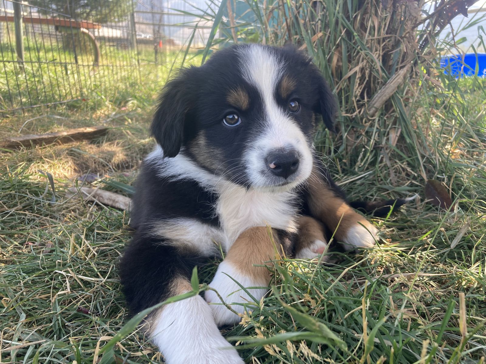 Miniature Australian Shepherd puppies/mini Aussie/asdr