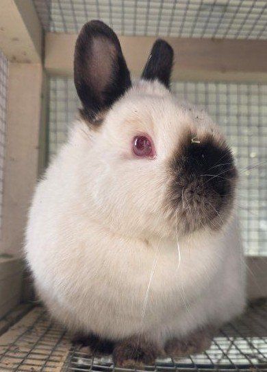 Purebred Netherland Dwarf Doe