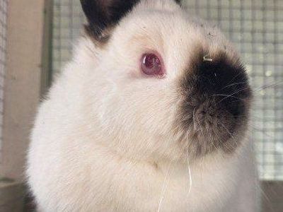 Purebred Netherland Dwarf Doe