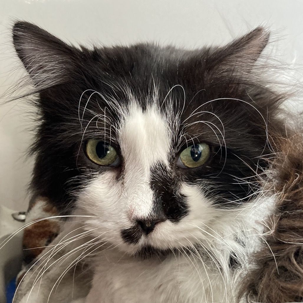 Hello my name is Spinner