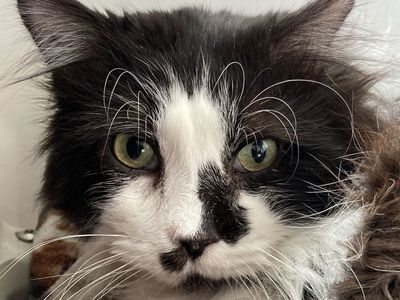 Hello my name is Spinner