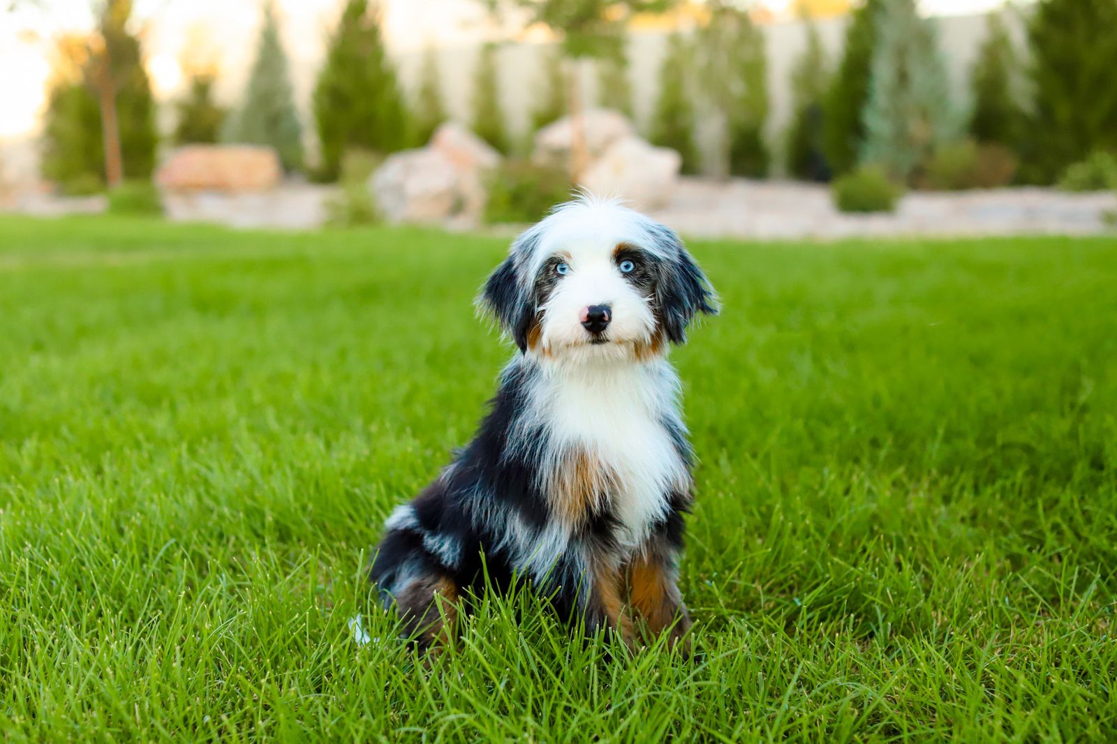 Aussiedoodle x Bernedoodle (Australian Mountain Doodle) female puppy!