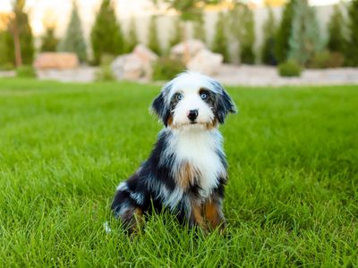 Aussiedoodle x Bernedoodle (Australian Mountain Doodle) female puppy!
