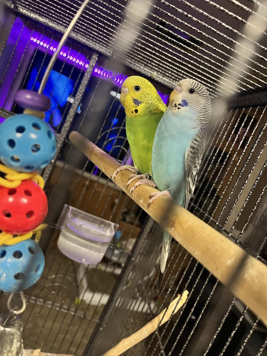 2 Budgies And A Cage