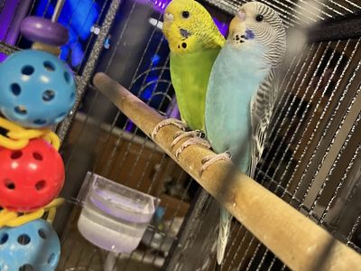 2 Budgies And A Cage