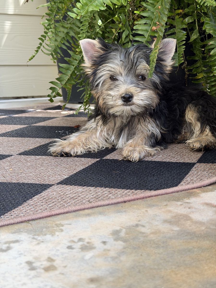 Yorkie males-prices reduced