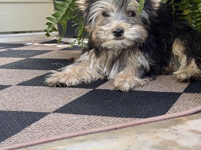 Yorkie males-prices reduced
