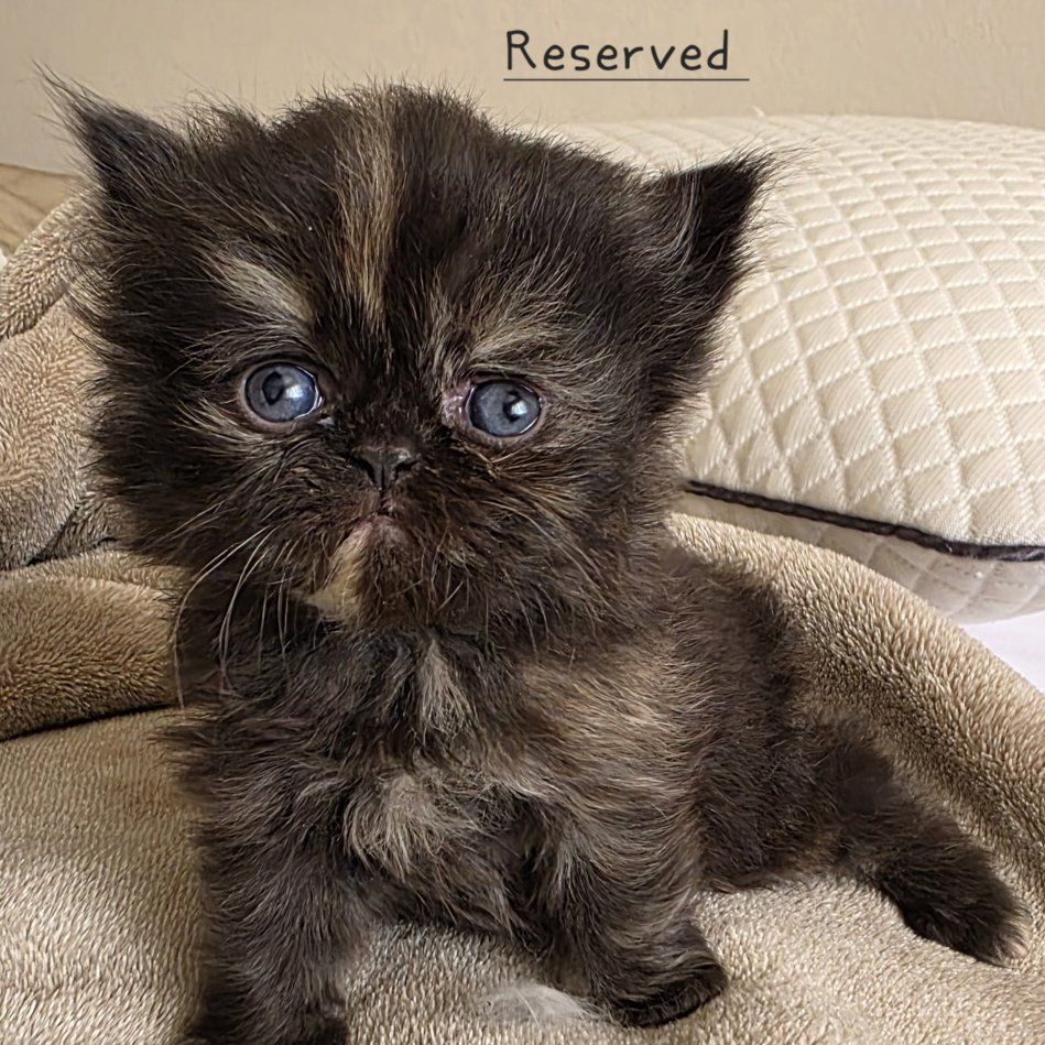 Purebred Persian kittens (4 weeks old)