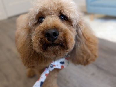 Sweet & Gentle AKC Moyen Poodle Female, 2 yrs old, Intact