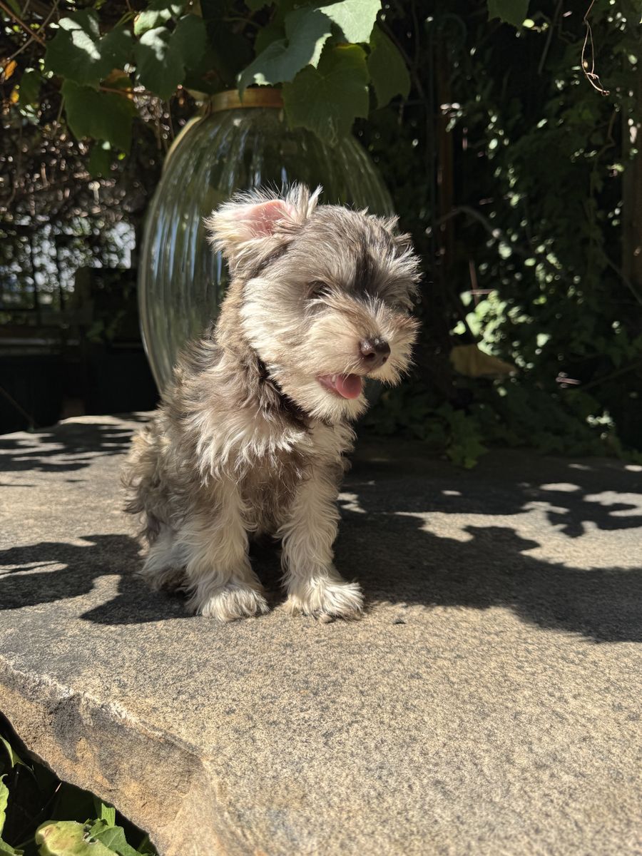Adorable pure bred miniature schnauzer puppies!