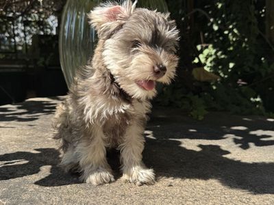 Adorable pure bred miniature schnauzer puppies!