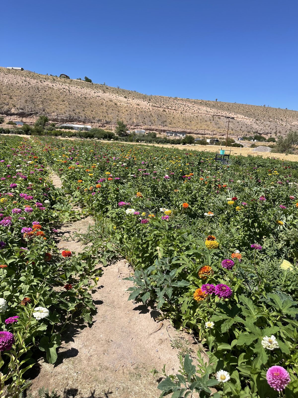 Best CSA program out there—-veggies and much more