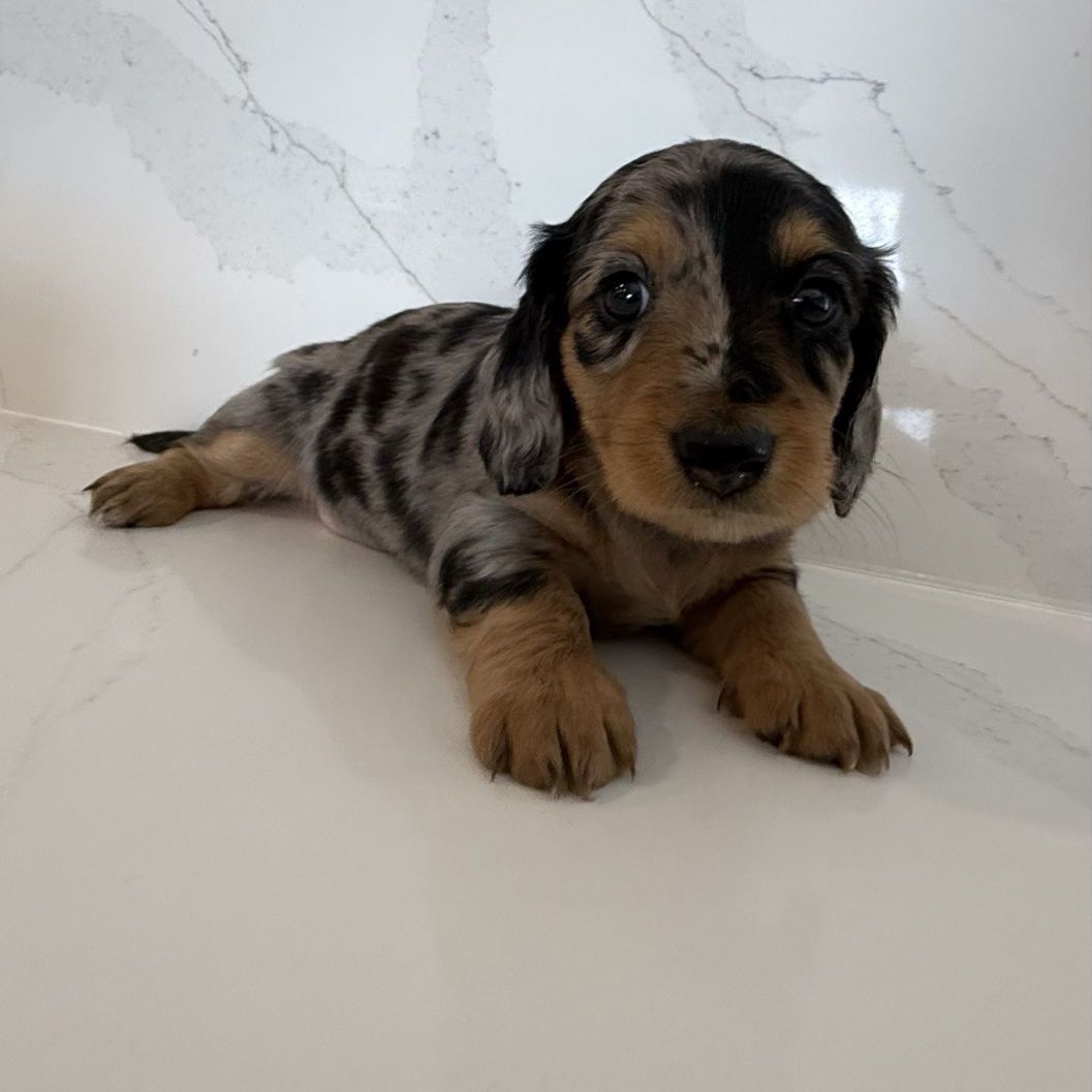 AKC Longhair Mini Dachshunds PRA clear