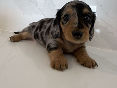 AKC Longhair Mini Dachshunds PRA clear