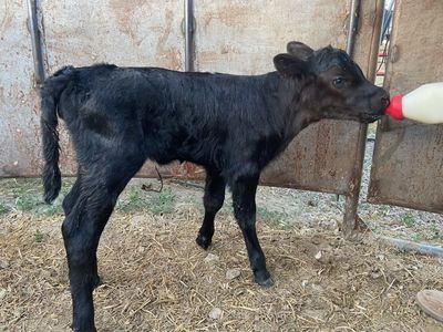 Angus Bottle Heifer Calf