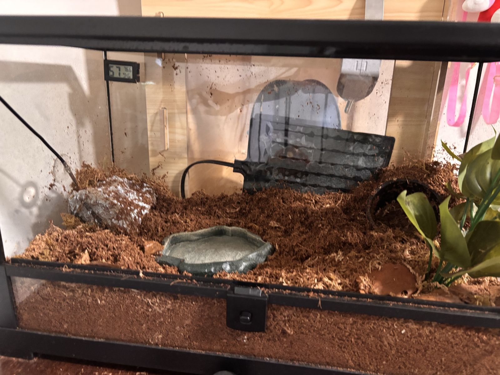 pac man frog