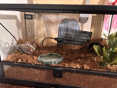 pac man frog