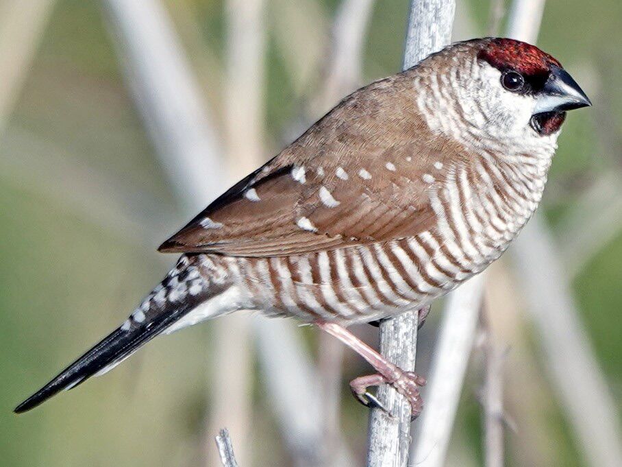 Cherry or Plum Headed Finch Pairs