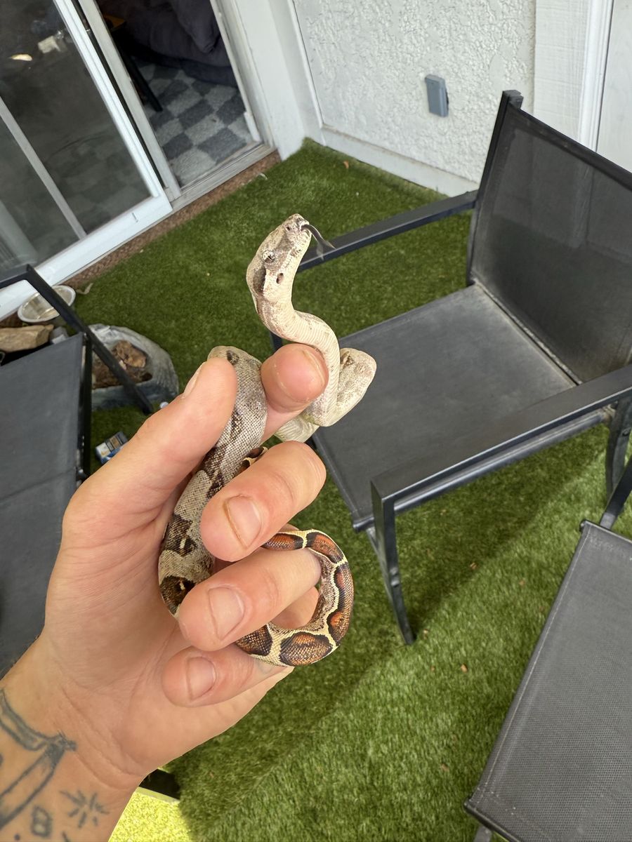 Columbian Boa Baby