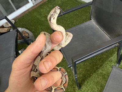 Columbian Boa Baby