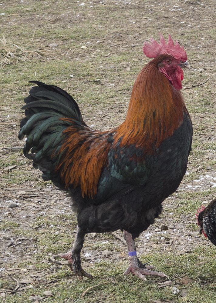 Black Copper Marans Rooster