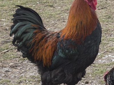 Black Copper Marans Rooster