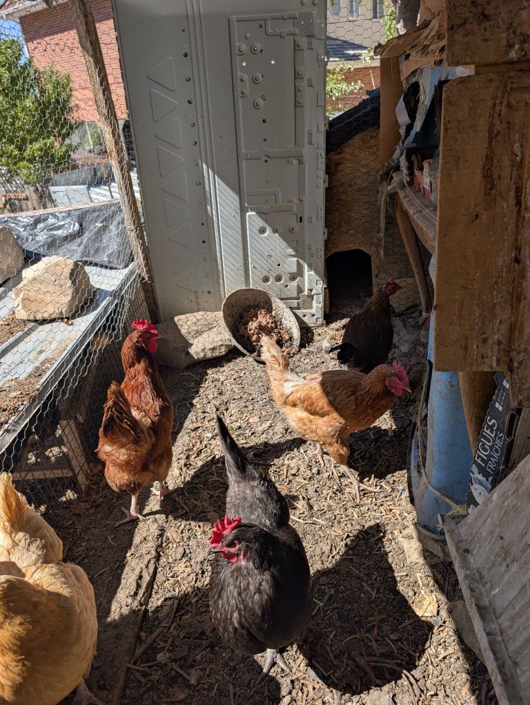 Young laying hens