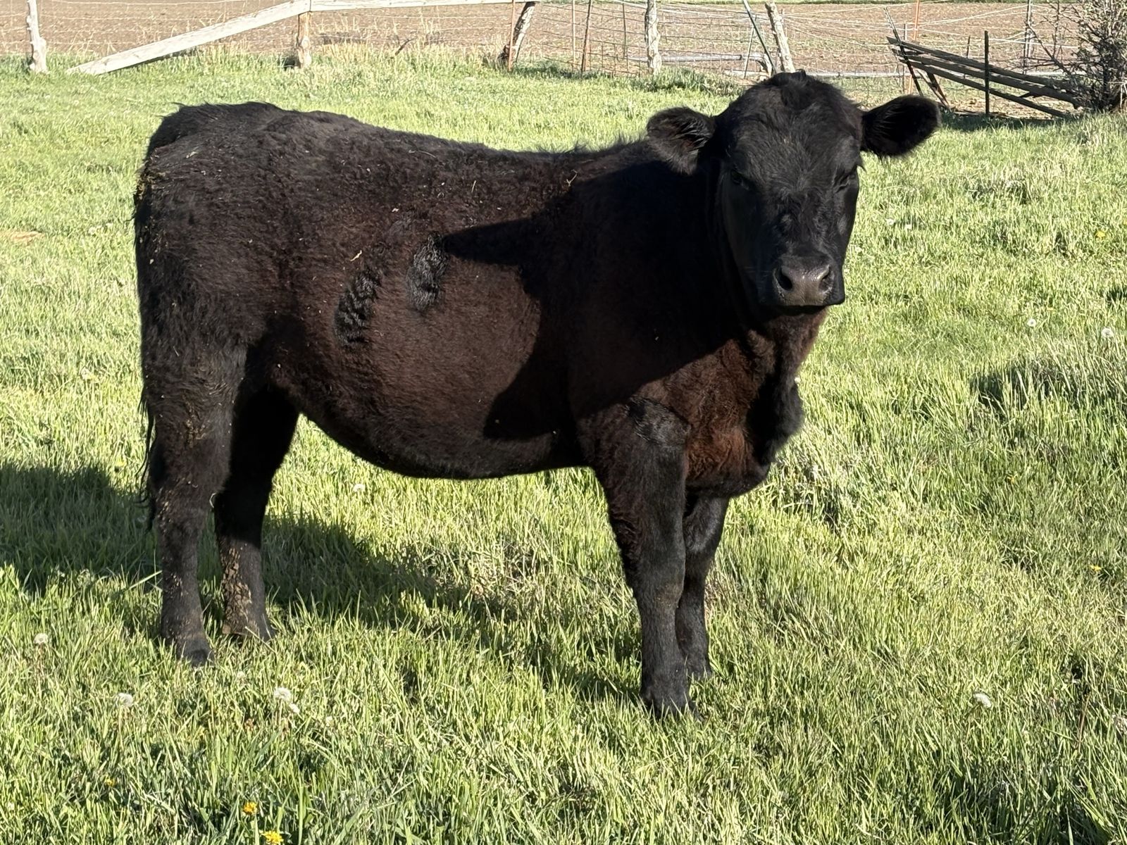 Angus heifer