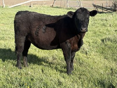 Angus heifer