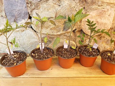 Heirloom Tomato Plant Starts
