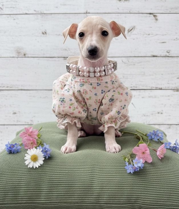 Italian Greyhound Puppies IGGYS
