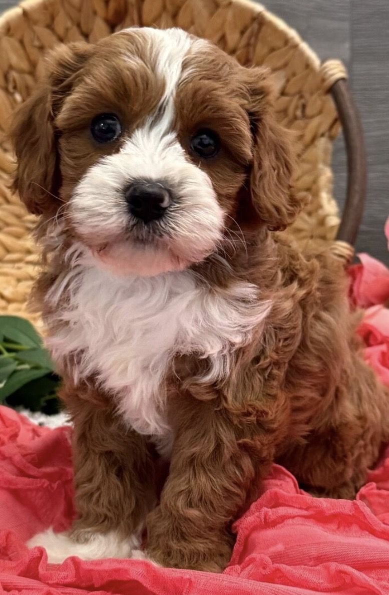 Sparkles, F1 Cavapoo
