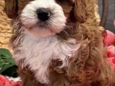 Sparkles, F1 Cavapoo