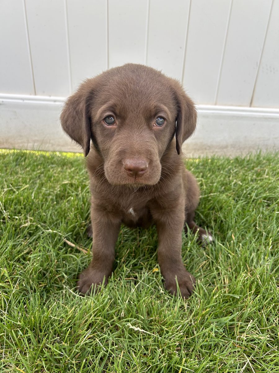 Father’s Day Labradoodles
