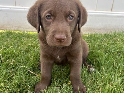 Father’s Day Labradoodles