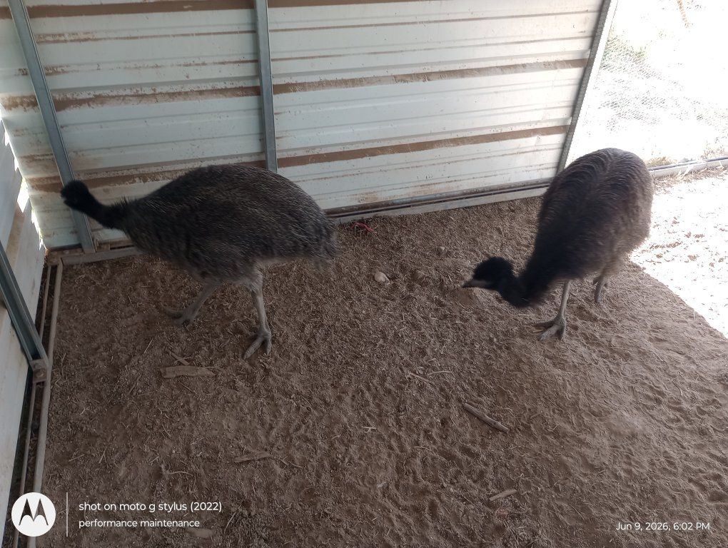 emu female pair 4 month old healthy emu's ratites