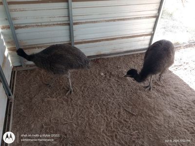 emu female pair 4 month old healthy emu's ratites