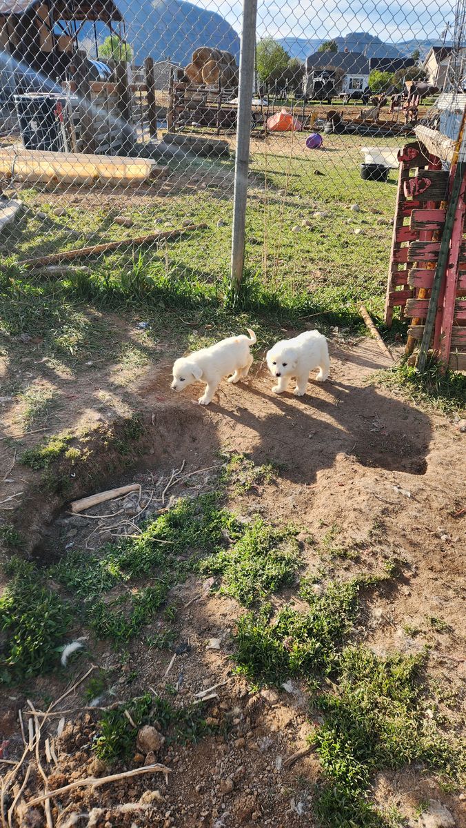 Great Pyrenees and Akbash mix Puppies
