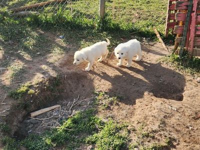 Great Pyrenees and Akbash mix Puppies