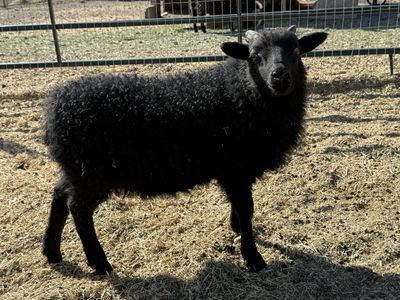 Purebred Icelandic Buck Lambs