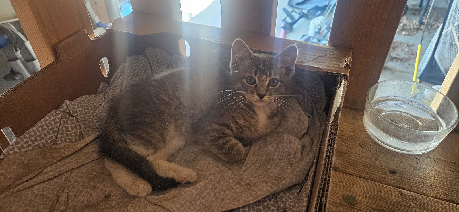 9 week old kittens
