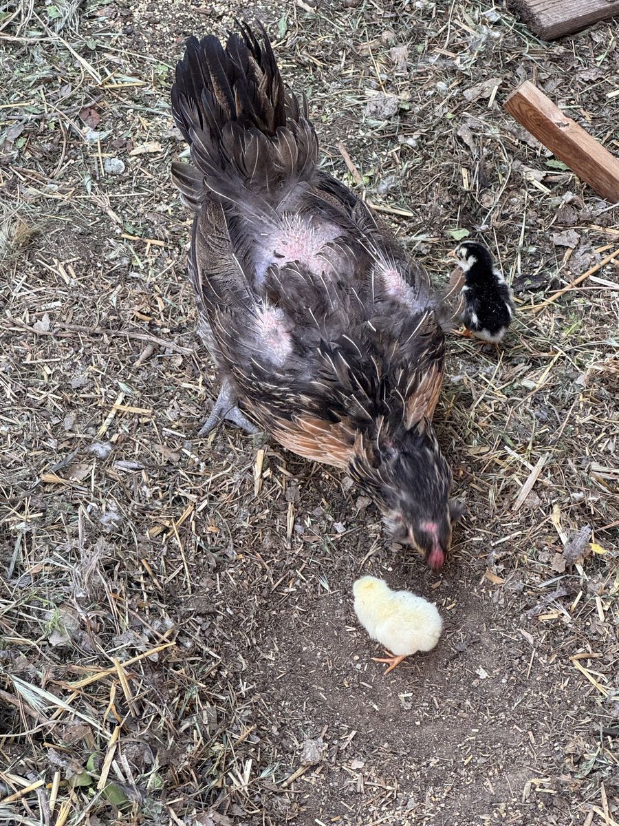 Barnyard mix chicks