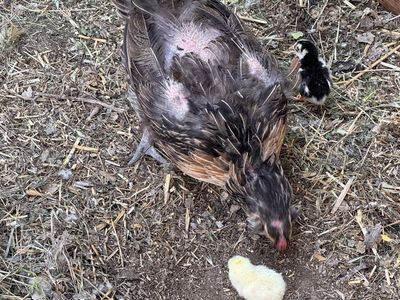 Barnyard mix chicks