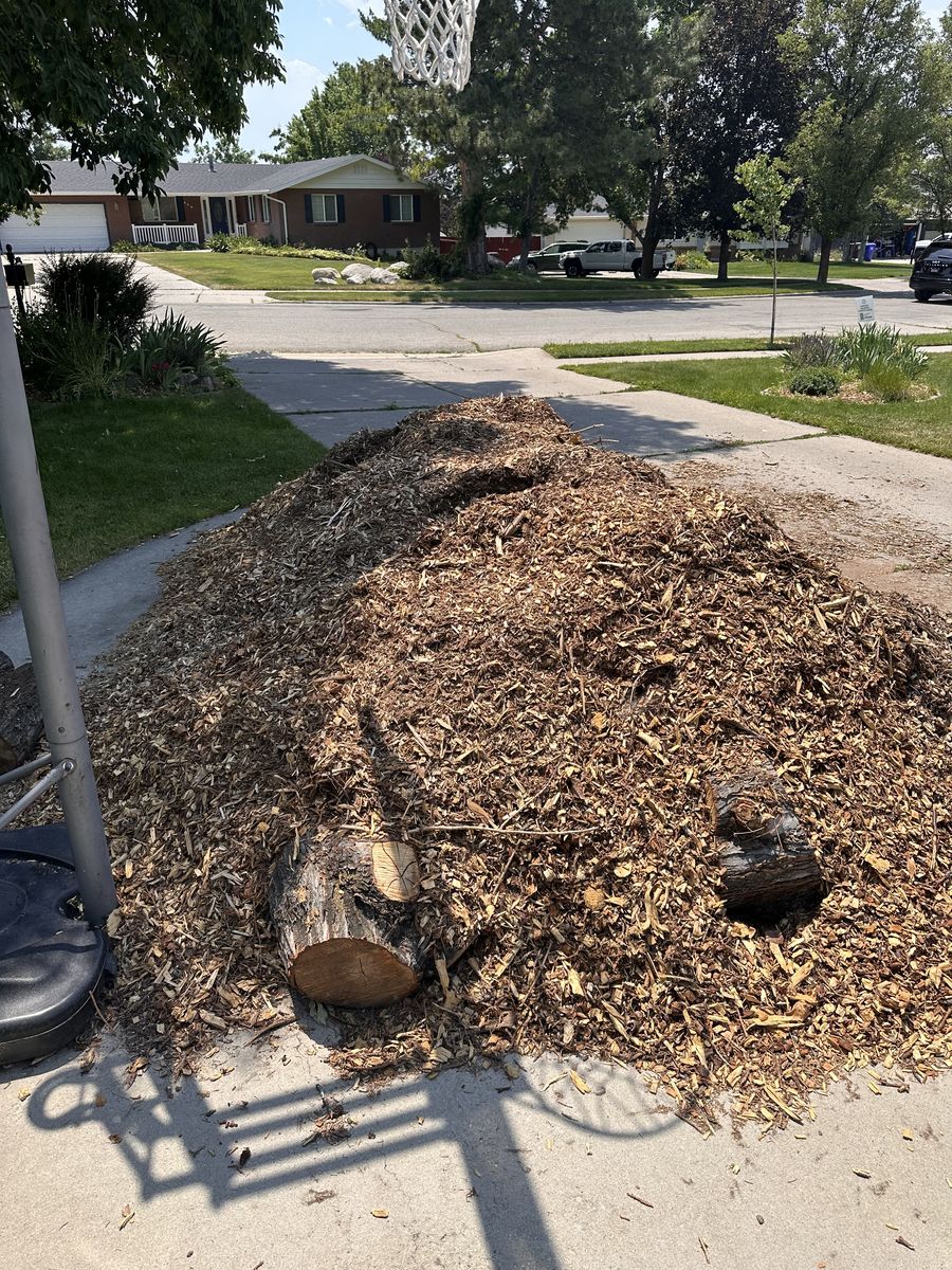 FREE Pine wood chips and logs